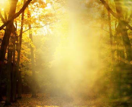 Lumière dorée traversant la forêt, symbole de clarté et d'illumination intérieure